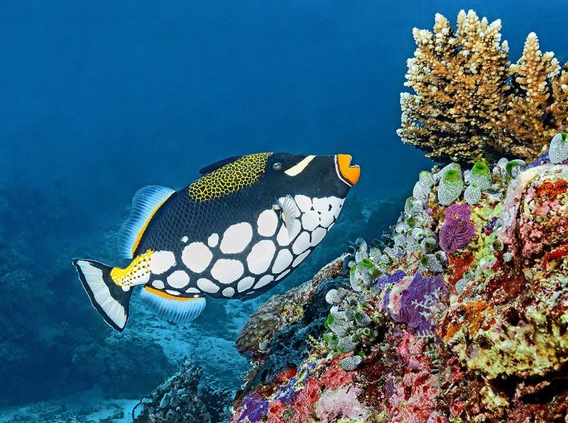 Clown Triggerfish