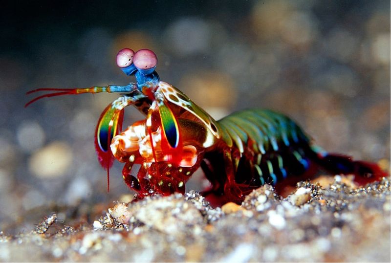 Mantis Shrimp (Pacific Ocean)