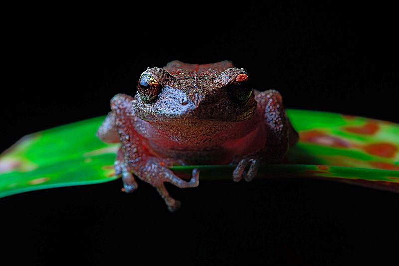 Yonque Frog
