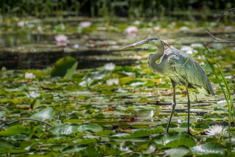 Great Blue Heron's Stillness
