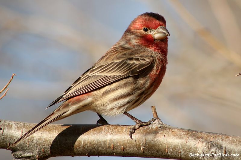 Finch's Melodious Gathering