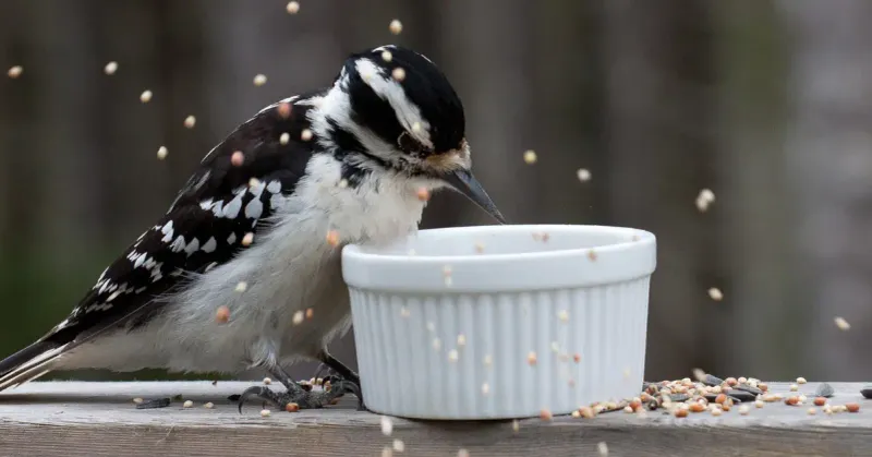 Downy Woodpeckers 