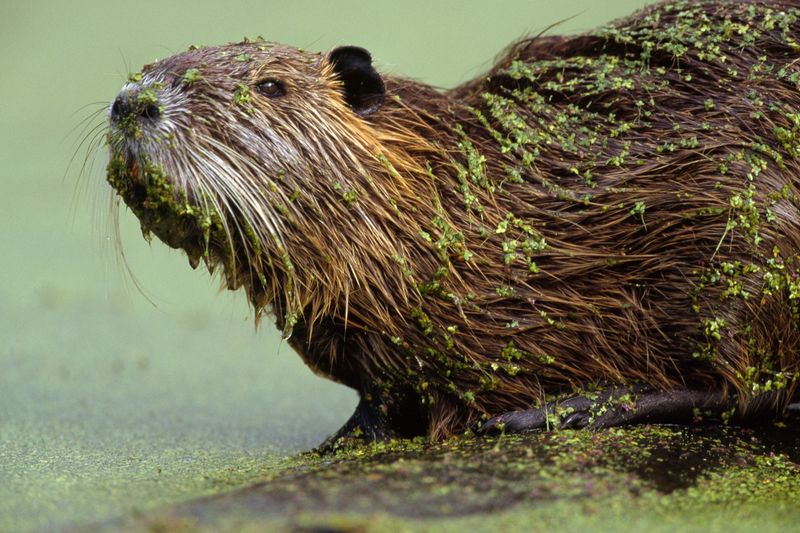 They Were Introduced To The U.S. For Fur Farming
