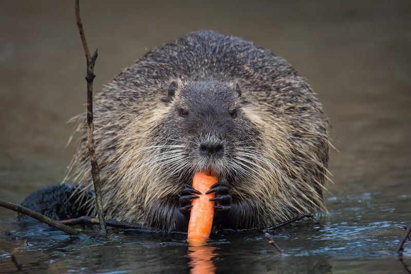 They Compete With Native Wildlife