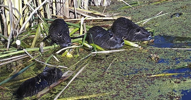 They Destroy Wetland Ecosystems