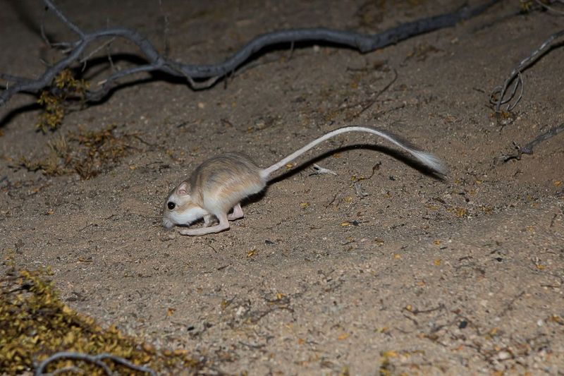 Kangaroo Rats Bounce Through Deserts