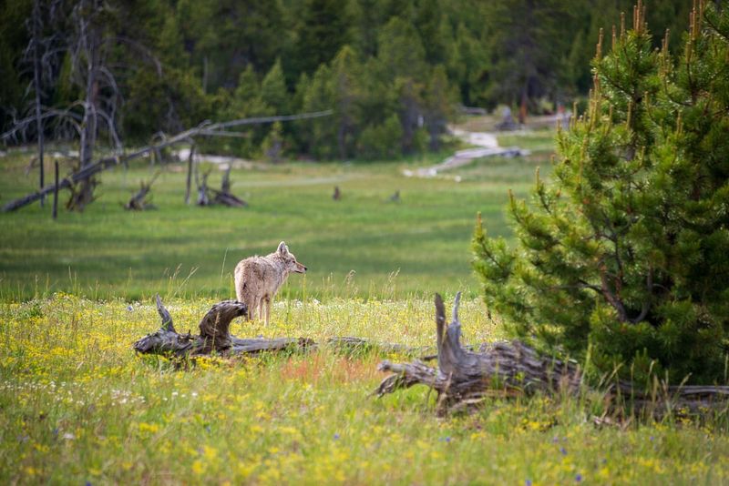 Forest Fire Resilience
