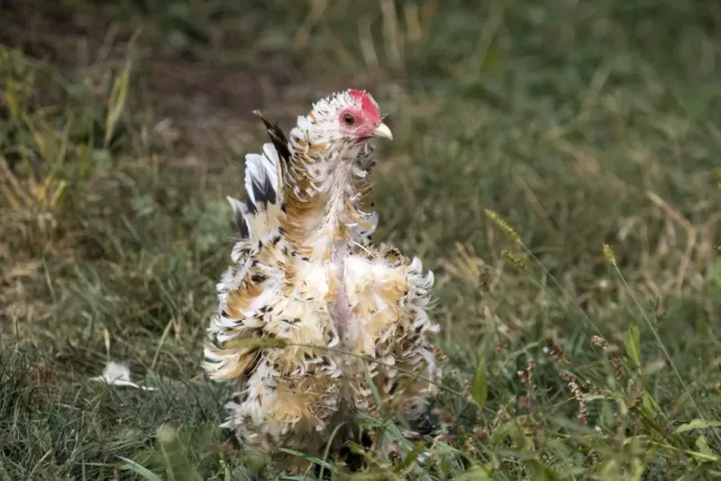 Molting Pauses Egg Production