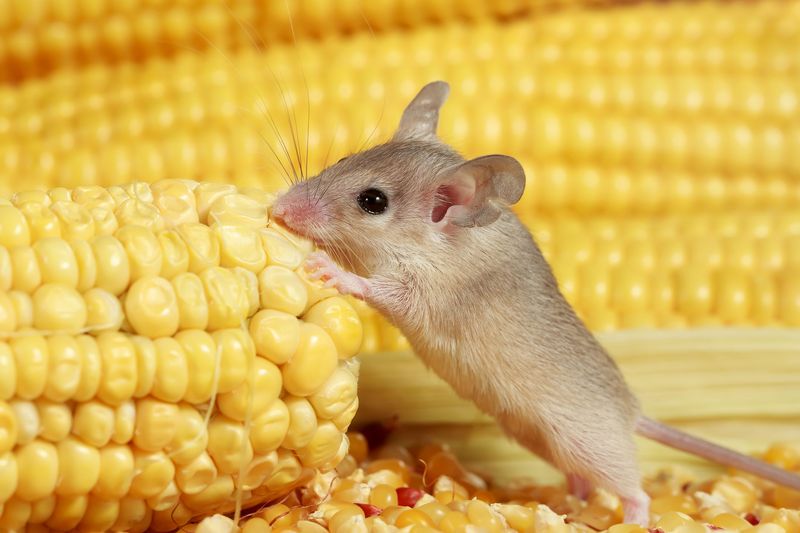 Surprising Vegetable Enthusiasts
