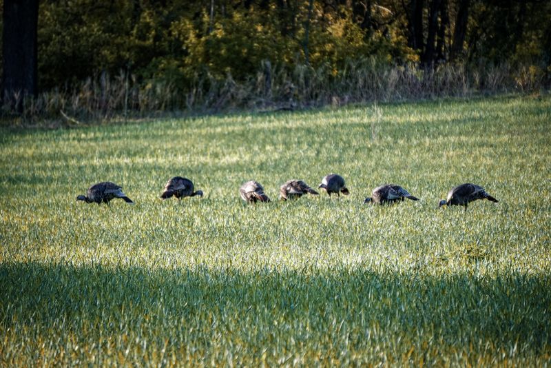 Greens Keep Turkeys Growing