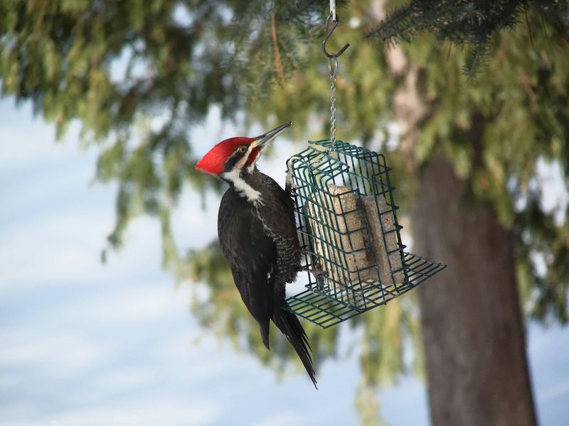Suet Feeders: Winter Energy Stations