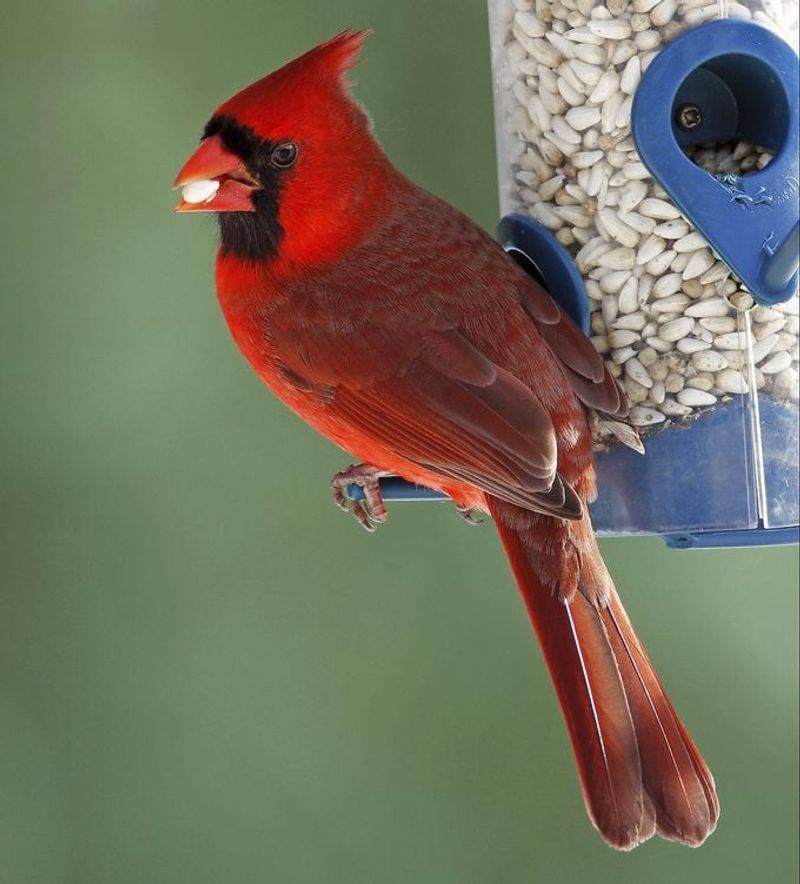 Safflower Seeds: A Favorite For Cardinals And Sparrows