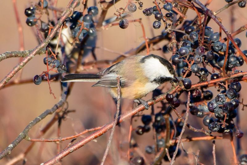 Inkberry: Bird-Friendly Alternative