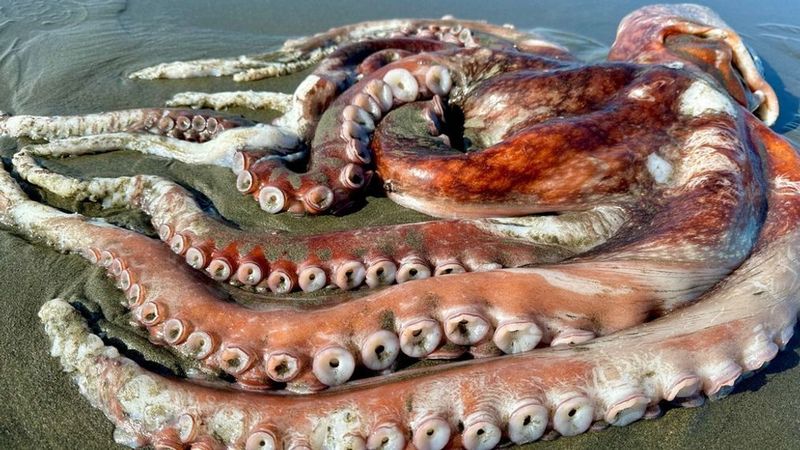 Colossal Octopus: The Ship-Grabbing Monster