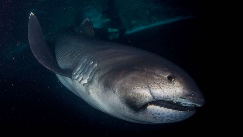 Megamouth Shark