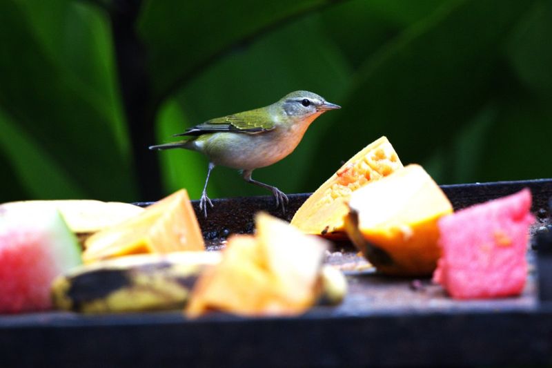 Cheese – Calcium Rich Indulgence