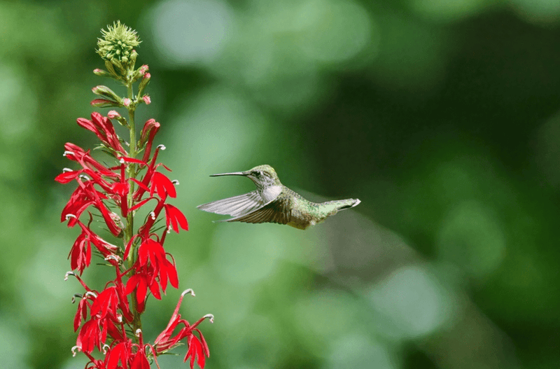 Maintain A Pesticide-Free Garden