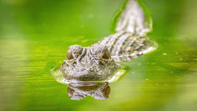 Loxahatchee National Wildlife Refuge