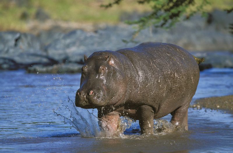 Impact Of Hippos On Their Ecosystem