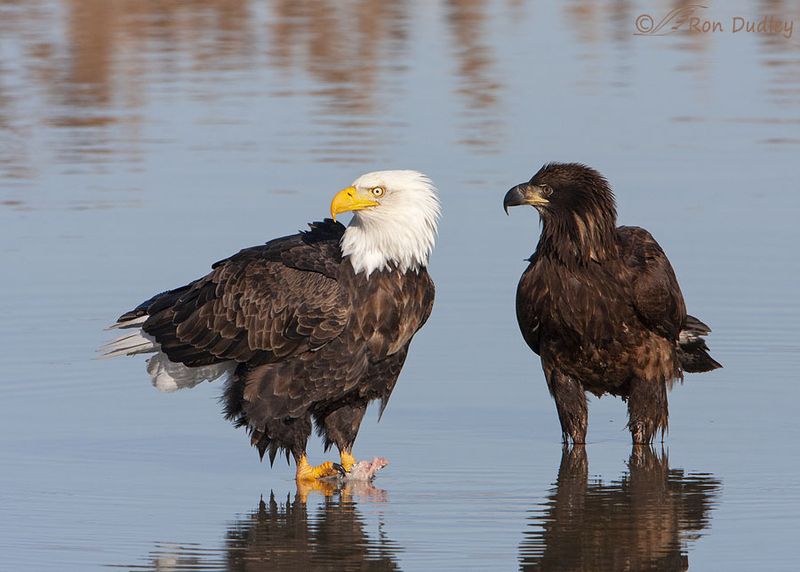 Feathered Chameleons: Bald Eagles