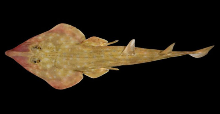 Ocean Census Reveals Over 800 Newly Discovered Marine Species