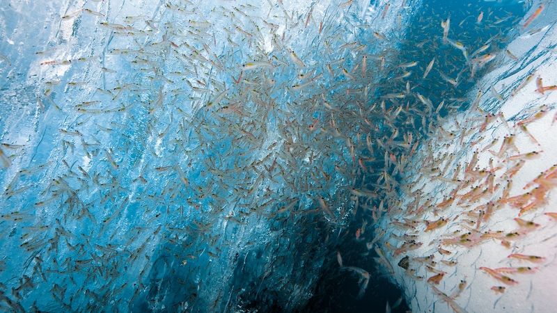 Krill's Mind-Blowing Numbers
