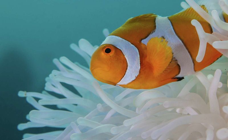 Warmer Waters Speed Up Metabolism