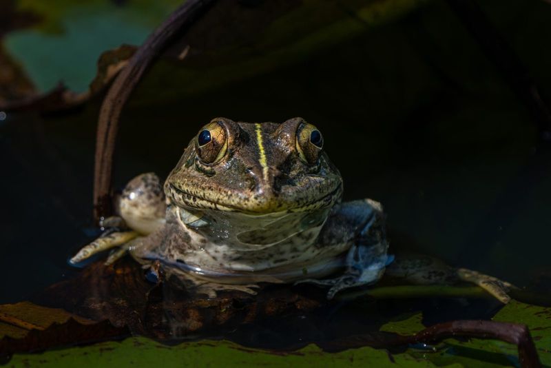 Climate Change Alters Mating Calls