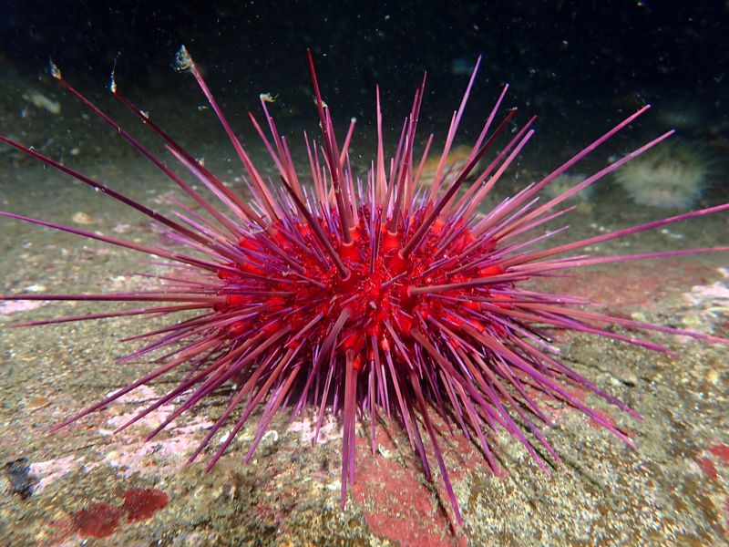 Red Sea Urchin: The Spiny Survivor