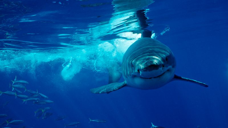 Great White Shark - The Ocean's Perfect Predator