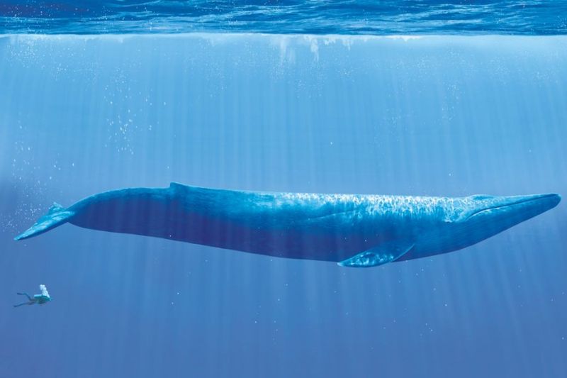 Blue Whale