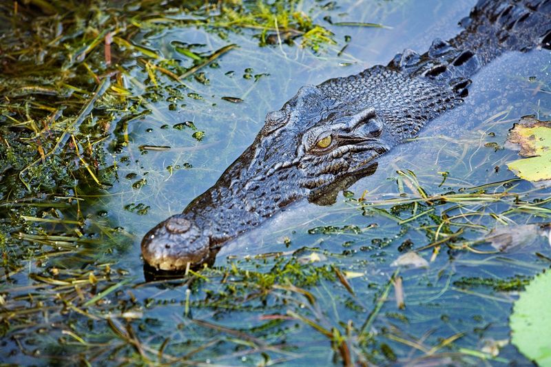 Stealth Predators: Saltwater Crocodiles