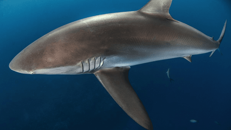 Surprising Species Diversity