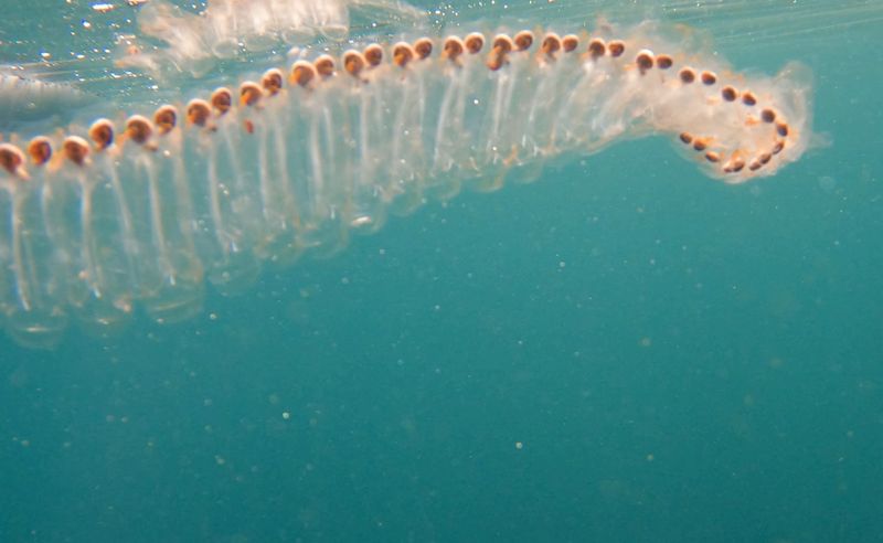 Living Balloons: Salps