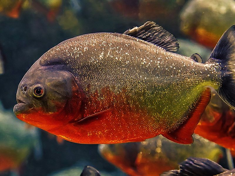 Piranha