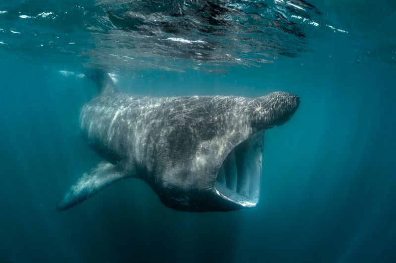 Basking Shark