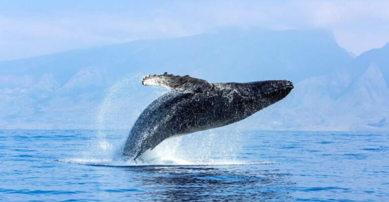 Ocean’s Gentle Giants In Peril: 14 Reasons Whales Are Struggling To Survive