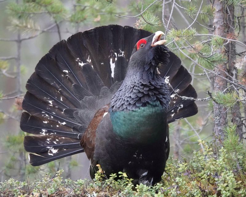 Western Capercaillie's Forest Concert