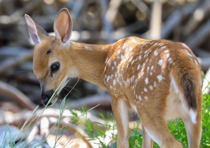 Key Deer – Island Miniatures