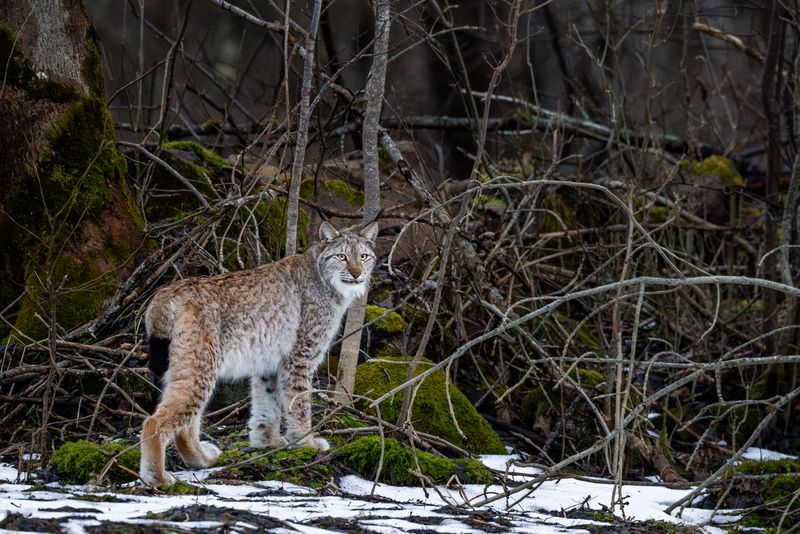 Eurasian Lynx's Forest Buffer Zones