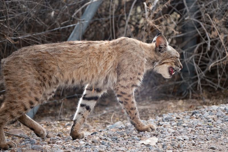 Bobcat