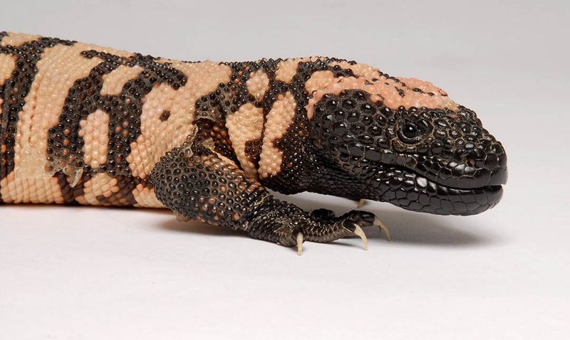 Gila Monsters Pack Venomous Bites