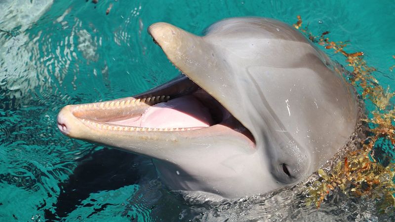Dolphin Communication And Human-Like Cognition