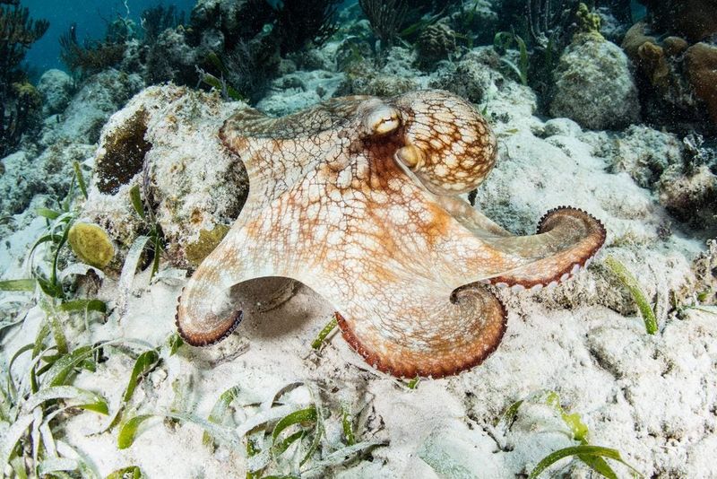 Caribbean Reef Octopus