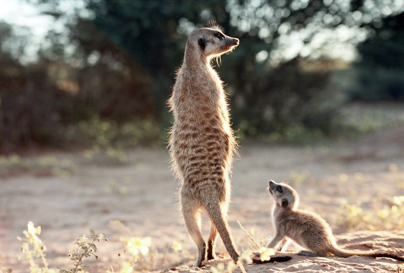 Meerkats: The Community Childcare Specialists