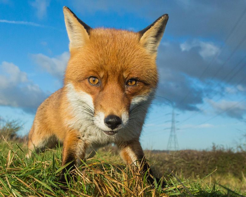 Foxes