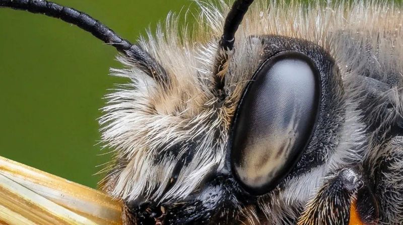 Bees: Tiny Bodies With Surprising Human Insight
