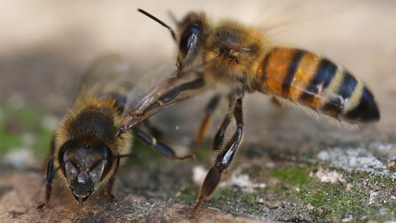 Honeybees Can Be Trained to Recognize Faces