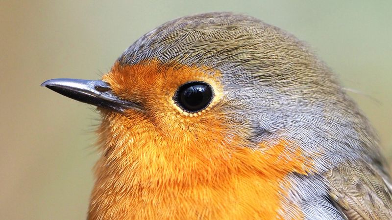 Migratory Birds Navigating By Quantum Physics