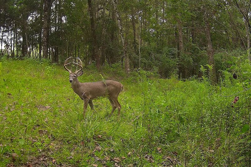 Install Wildlife Cameras